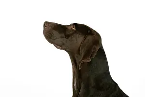 Shorthaired: DOG - German shorthaired pointer