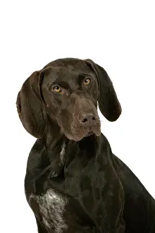 Shorthaired: DOG - German shorthaired pointer