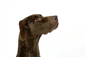 Shorthaired: DOG. German shorthaired pointer