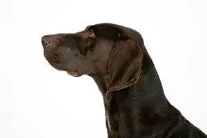 Shorthaired: DOG. German shorthaired pointer