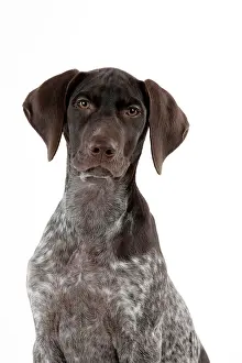 Shorthaired: DOG - German Shorthaired Pointer (head shot)