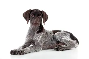 Shorthaired: DOG - German Shorthaired Pointer - laying down