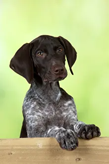 Shorthaired: DOG - German Shorthaired Pointer - looking over a fence