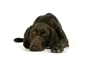 Shorthaired: DOG - German shorthaired pointer lying down