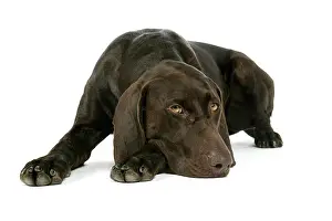 Shorthaired: DOG - German shorthaired pointer lying down