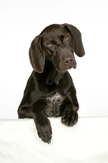 Shorthaired: DOG - German shorthaired pointer with paws over ledge