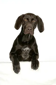 Shorthaired: DOG - German shorthaired pointer with paws over ledge