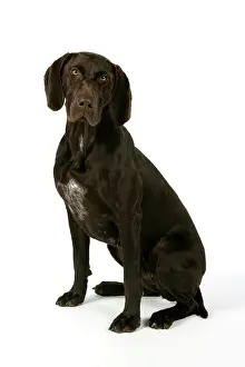 Shorthaired: DOG - German shorthaired pointer sitting down