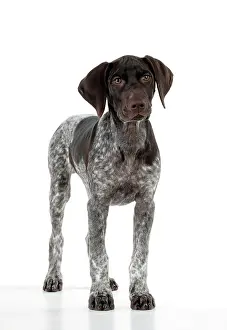 Shorthaired: DOG - German Shorthaired Pointer - standing