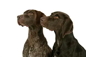 Shorthaired: DOG - Two German shorthaired pointers