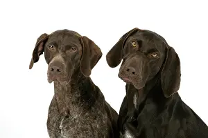 Shorthaired: DOG - Two German shorthaired pointers