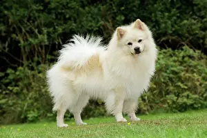Mittel: DOG. German Spitz Mittel