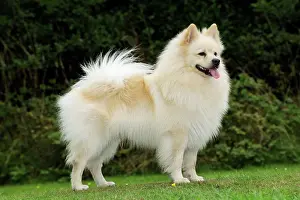 Mittel: DOG. German Spitz Mittel