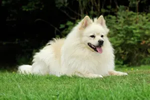 Mittel: DOG. German Spitz Mittel