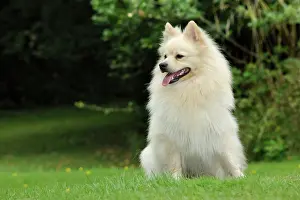 Mittel: DOG. German Spitz Mittel