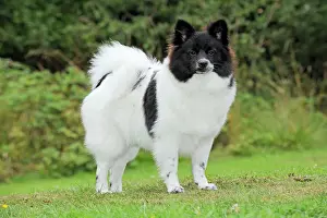 Mittel: DOG. German Spitz Mittel