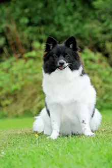 Mittel: DOG. German Spitz Mittel