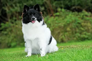Mittel: DOG. German Spitz Mittel