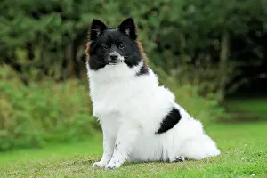 Mittel: DOG. German Spitz Mittel
