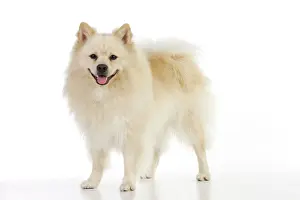 Mittel: DOG. German Spitz Mittel
