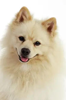 Mittel: DOG. German Spitz Mittel