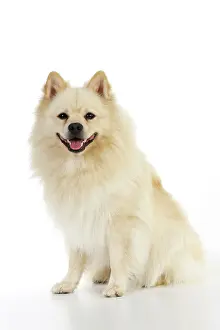 Mittel: DOG. German Spitz Mittel