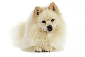 Mittel: DOG. German Spitz Mittel