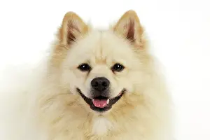 Mittel: DOG. German Spitz Mittel