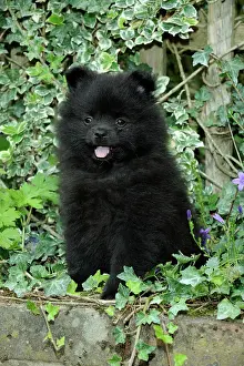 Mittel: DOG. German Spitz Mittel, 8 wk old puppy