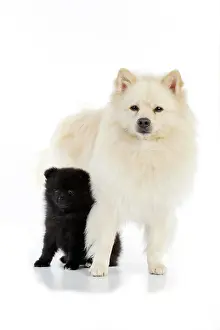 Mittel: DOG. German Spitz Mittel with 8 wk old puppy