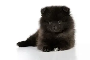 Mittel: DOG. German Spitz Mittel, 8 wk old puppy