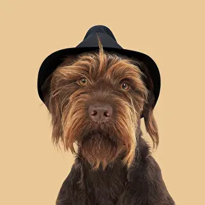 100817: DOG. German wire- haired Pionter wearing trilby