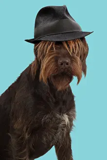 100817: DOG. German wire- haired Pionter wearing trilby
