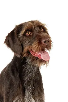 Pointer: Dog. German Wire-Haired Pointer