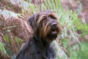 Pointers: Dog German Wire-haired Pointer in autumn woodland