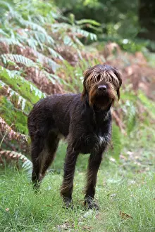 Pointers: Dog German Wire-haired Pointer in autumn woodland