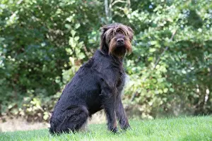 Pointers: Dog German Wire-haired Pointer in autumn woodland