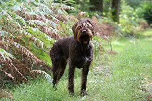 Pointers: Dog German Wire-haired Pointer in autumn woodland