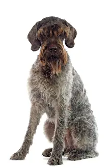 Korthals: Dog - German Wire-haired pointer / Griffon Korthals