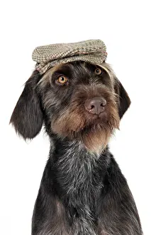 Dressed: Dog. German Wire-Haired Pointer with hat on