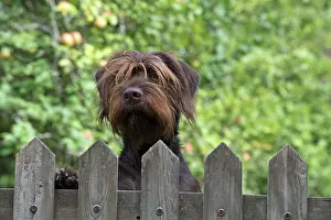 Picket: Dog German Wire-haired Pointer looking over a gate, autumn
