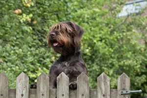 Picket: Dog German Wire-haired Pointer looking over a gate, autumn
