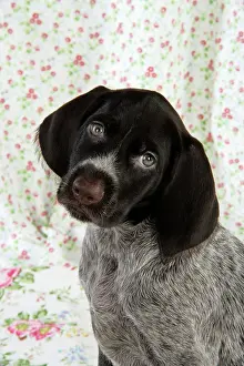 Dog. German Wire-Haired Pointer puppy (8 weeks old)