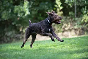 Pointers: Dog German Wire-haired Pointer running