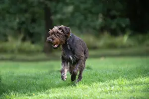 Pointers: Dog German Wire-haired Pointer running