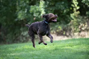 Pointers: Dog German Wire-haired Pointer running