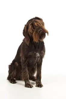 Pointers: Dog German Wire-haired Pointer on white in studio