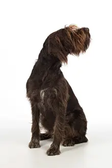 Pointers: Dog German Wire-haired Pointer on white in studio