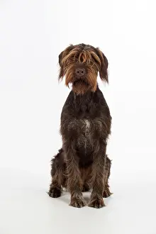 Pointers: Dog German Wire-haired Pointer on white in studio