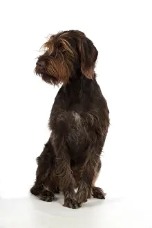 Pointers: Dog German Wire-haired Pointer on white in studio